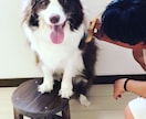 ドッグトレーナーが愛犬との向き合い方を教えます ワンちゃんについての悩みを解決しよう！ イメージ7