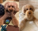 愛犬のうちの子オーダーお作りします もう一度会いたい愛犬を羊毛フェルトでお迎えしませんか？ イメージ9