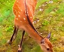 写真の画像を美しくします 写真をリメイク！画像に魔法をかけます イメージ8
