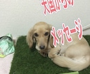 虹の橋からのペットの言葉教えます 家族だった大切なペット、虹の橋からのメッセージです！ イメージ5