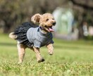 犬、猫、ペットの可愛い表情を撮影します ペットとの大切な日常の思い出を写真に残しませんか？ イメージ6