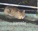 かわいい猫の画像データ提供します のら猫可愛いくて癒されますね。 イメージ2