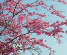 桜の写真を提供いたします 沖縄に咲く桜（ソメイヨシノ）と空のコラボレーション イメージ4