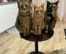 ペットのお悩みを少しずつ解決して行きます 幼少期から常にペットが居る環境で育ち以前保護ボラもしてました イメージ1