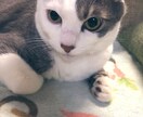 アニマルコミニュケーション&遠隔ヒーリングします ♥️亡くなられた方もOKです♪ワン猫✨ヒーリング♥️⚛️ イメージ10