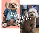 名前に因んだ背景でペットの似顔絵オーダー承ります 犬猫はもちろん、小動物や爬虫類なんでも描けます イメージ2