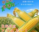 商品の魅力を伝える商品画像を制作します 想いに寄り添い、伝わるデザインを制作いたします！ イメージ2