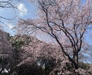 あなたのお悩みをカードで解決します 恋愛、仕事、対人関係等お悩み全般解決! イメージ1