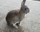 あなたのウップン晴らします 誰にも言えないこと何でも受け入れます イメージ1