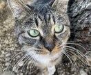 生活の中で撮れる自然な写真を提供ます 初心者ならではの自然な視点での写真です イメージ8