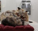 羊毛フェルトで動物作ります 可愛い動物のアクセサリーや小物、立体物などお作りします。 イメージ5