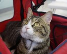 犬猫との暮らしの中での疑問、相談にお答えします 現役獣医師がどんな小さなことでもお答えします！ イメージ1