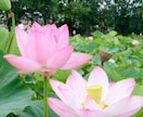人にとても話せない辛い事苦しいお悩みをお聞きします 貴方様のお幸せを願い、真心こめてお心を癒すお手伝いを致します イメージ5