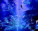 綺麗なお魚の写真を買うことができます 水族館の熱帯魚やクラゲ、金魚などです。 イメージ3