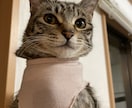 猫のエリザベスウェア、猫の術後服お作り致します 猫にとって避けて通れない避妊手術。伸びない生地で快適に♪ イメージ3