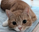 ペットちゃんがお話したい事あなたへの気持ち届けます 愛するペットちゃんたちの気持ち・感情を詠みとりお伝えします イメージ3