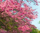 桜の写真を提供いたします 沖縄に咲く桜（ソメイヨシノ）と空のコラボレーション イメージ9