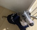 多頭飼い等犬の飼育悩み相談にのります ペット介護士資格あり。犬4匹飼ってます。 イメージ4