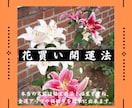 花の力で簡単運気アップ：口伝で伝わる本物を教えます 口伝で伝わる花買い開運法で運気を咲かせる！ イメージ1