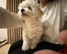 優しい雰囲気で仕上げます 淡い水彩でつくるペットのメモリアルアート イメージ1