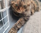 動画にサラッとモザイクをつけます 手ブレが酷いと上手く出来ない場合があります。 イメージ1