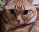 悩み相談雑談ききます 話していると落ち着くと言われます。良ければ気軽にお願いします イメージ1