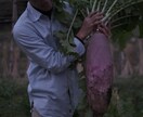 農業や家庭菜園の相談に乗ります 畑を始めたい方へ、チャット、ビデオチャットで相談に乗ります！ イメージ3