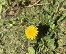 あなたのさみしいを聞きます なんでもおしゃべりしてみたら。すっきりできるお手伝い イメージ2