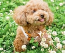 ペットの可愛い表情を撮影します ペットとの大切な日常の思い出を写真に残しませんか？ イメージ3