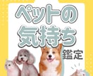 お試し鑑定!!!ペットの気持ち占います 知りたかったあの子の気持ちをアニマルコミュニケーションで鑑定 イメージ1