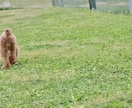 愛犬とのドッグラン等に同行して撮影します 愛犬との楽しい時間を写真に残しませんか？ イメージ4