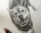 大事なペットの似顔絵描きます 可愛いペットの似顔絵を絵に残しませんか？ イメージ1