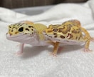短時間で愚痴、ペット相談等なんでも聞きます 23歳現動物病院勤務。話を聞くのが好きです聞かせてください イメージ2