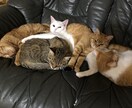 あなたのお話、聞かせていただきます 時々関西弁になってしまうかもしれませんが、相槌得意です！ イメージ1