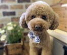 少しでも誰かと話したい‼︎、お話伺います 日常の事で悩んだり、誰かと話したい方少し話してみませんか？ イメージ1