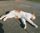 恋に悩んだら…にゃんこが恋のきもちを占います 「あの人はどう思ってるのかにゃ？」猫が伝えるきもち占い イメージ4
