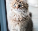 ペットの気持ち、霊体をアニマルヒーリングします ワンちゃん猫ちゃんのエネルギー体、メンタルを遠隔ヒーリング⭐ イメージ8