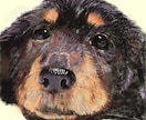 愛犬・愛猫を色鉛筆またはデジタルでリアルに描きます ペットとの思い出をあったかい似顔絵でお手元に イメージ8