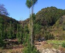 家庭菜園、畑、植木のご相談承ります 野菜、植木農家の経験を活かしサポートします。 イメージ6