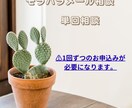 単回メッセージ相談｜お試し相談こちらからできます お試しとはいえ、単回の相談です！安心してください。 イメージ1