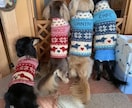 犬のセーターの編み図作ります 愛犬ちゃんにオリジナルデザインのセーターを編んであげましょう イメージ1
