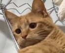 うちの子がいちばん！愛猫の自慢話聞きます 愛猫とのエピソード、特技、猫愛なんでもお話しください♪ イメージ8