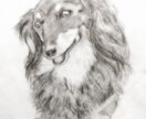 ペット似顔絵描きます ～やわらかい感じの手書き鉛筆画～ イメージ3