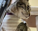 猫のエリザベスウェア、猫の術後服お作り致します 猫にとって避けて通れない避妊手術。伸びない生地で快適に♪ イメージ4