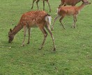 いろいろないい写真や犬の画像素材を提供します 美しく輝く納得してもらえる写真 イメージ2