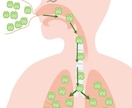 咳や喘息を薬に頼らない根本的なケア方法を教えます 咳や喘息で苦しんでいる全ての方へ　原因は間違った呼吸の仕方 イメージ3