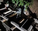 恋愛霊総合占いにて問題に対して適切な助言致します ツインレイ・の判定・現在～将来の事・彼の気持ち等お答えします イメージ3