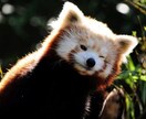 占います 私が得意としている占いを致します。 イメージ1