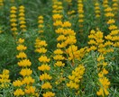 お花などを中心的に撮ってます 道端の花も野花であれば雑草でもある イメージ7