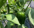 家庭菜園初心者さん向けアドバイスをします 小さな庭でも一緒に野菜づくり楽しみましょう！ イメージ2